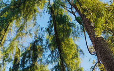 Navigating Tree Service Licensing and Certifications