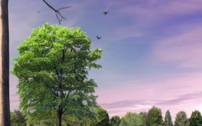 The Role of Trees in Enhancing Real Estate Value