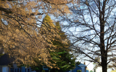 Preparing Trees for Seasonal Changes: Expert Tips