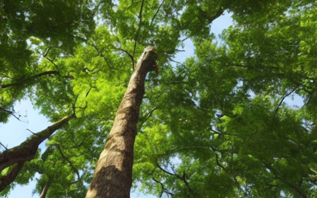 The Importance of Tree Canopy Management in Urban Areas