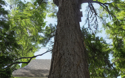 Advanced Tree Risk Assessment Techniques for Homeowners
