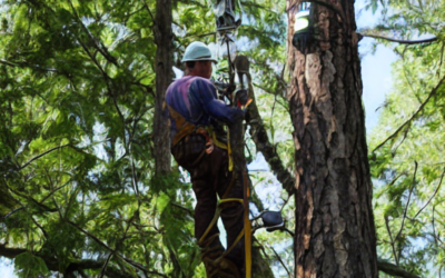 Creating Wildlife Habitats Through Thoughtful Tree Service Practices