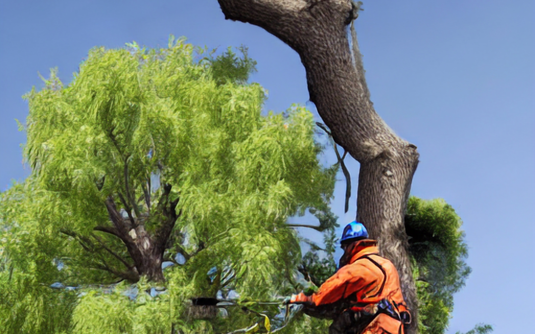 Emergency Tree Service: Preparing for the Unexpected