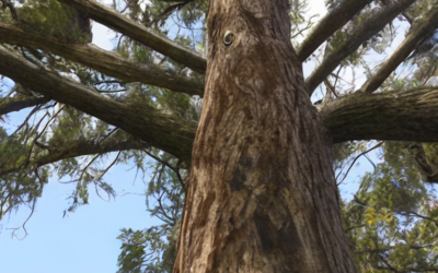 The Importance of Soil Health in Tree Care Service