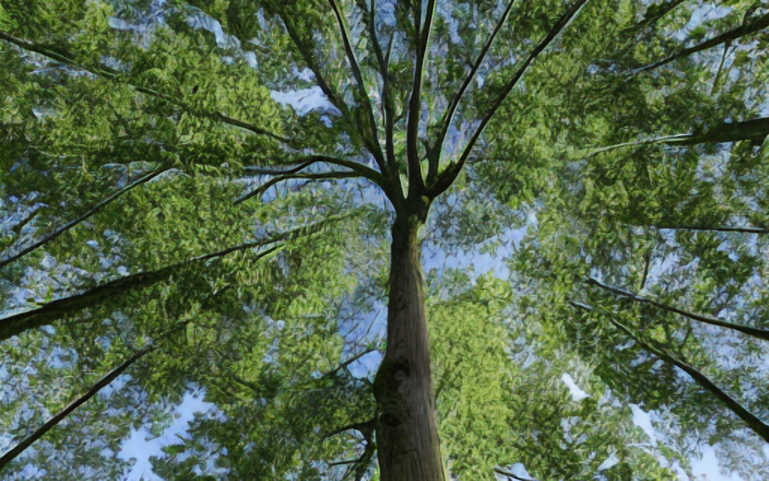 Innovative Tree Health Assessments Using Technology