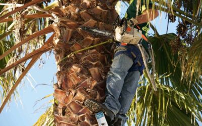 Tree Service Henderson NV: Professional, Affordable, and Licensed Tree Care