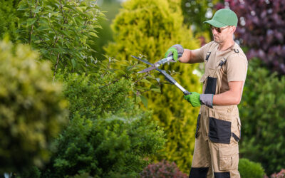 Tree Removal Henderson NV: Safe, Affordable, and Professional Services