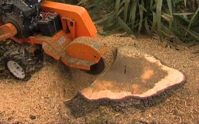 Stump Grinding Henderson NV: Affordable and Professional Tree Stump Removal