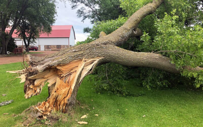 Emergency Tree Service Henderson NV: Fast, Reliable, and Professional Care