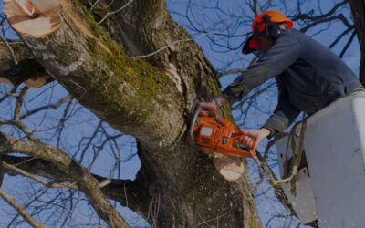 Tree Trimming Service: Enhance Safety, Health & Aesthetic Appeal