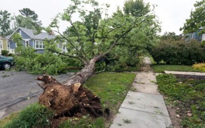 Tree Removal Service: Safe, Efficient & Professional Solutions