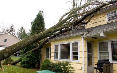 Emergency Tree Removal Service: Fast, Safe & Reliable